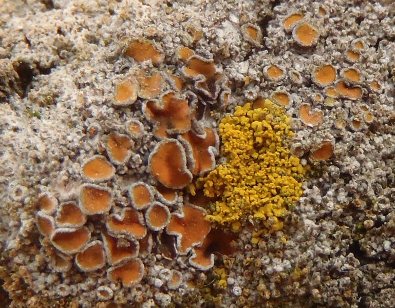 Caloplaca cerina
