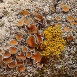 Caloplaca cerina
