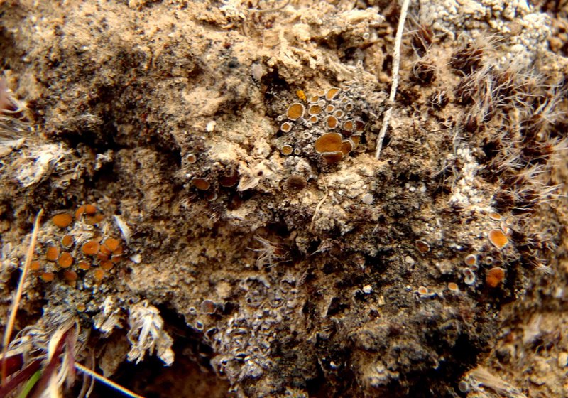Caloplaca cerina