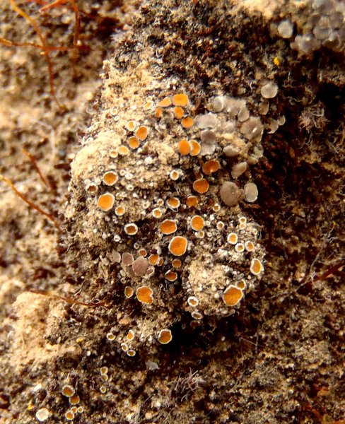 Caloplaca cerina