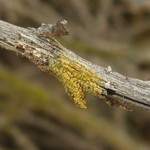 Caloplaca stipitata