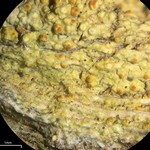 Caloplaca stipitata
