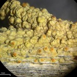 Caloplaca stipitata