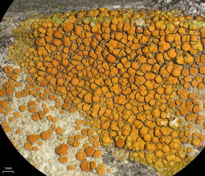 Caloplaca subsoluta
