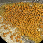 Caloplaca subsoluta