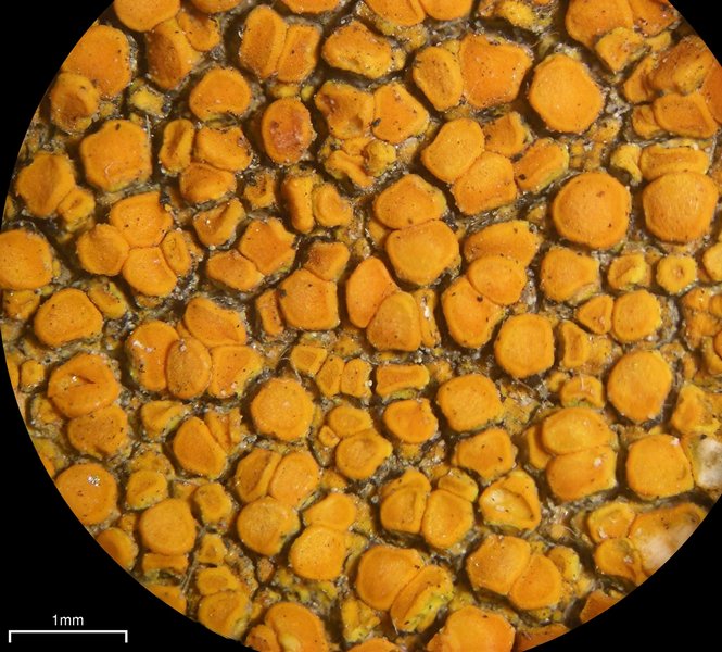 Caloplaca subsoluta