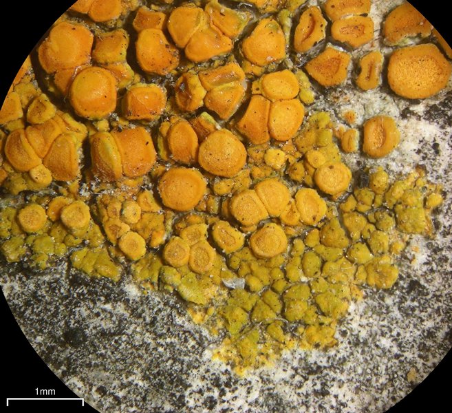 Caloplaca subsoluta