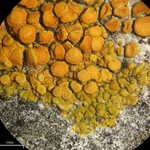 Caloplaca subsoluta