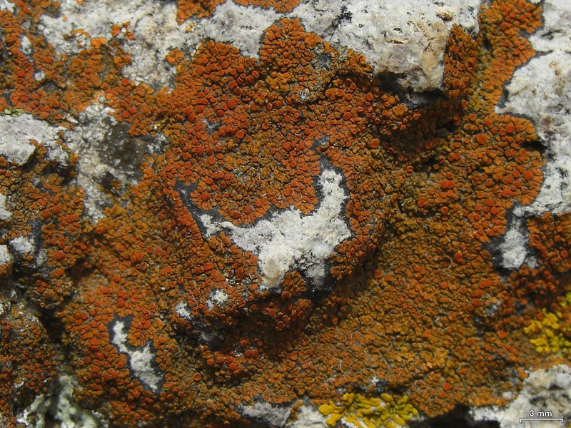 Caloplaca subsoluta