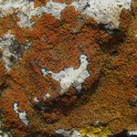 Caloplaca subsoluta