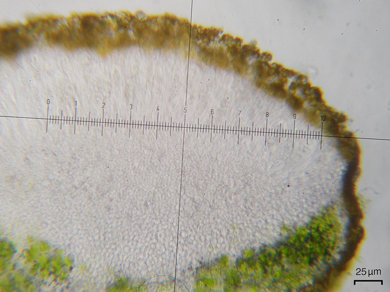 Caloplaca subsoluta