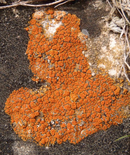Caloplaca subsoluta