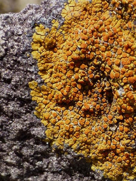 Caloplaca subsoluta