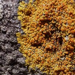 Caloplaca subsoluta