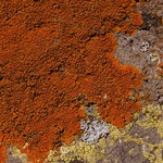 Caloplaca texana