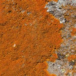 Caloplaca texana