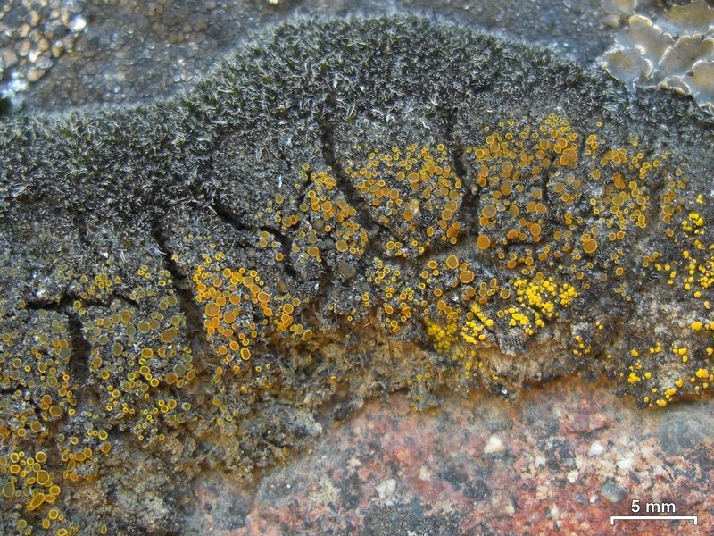 Caloplaca tiroliensis