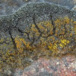 Caloplaca tiroliensis