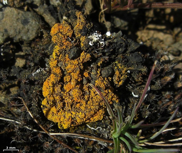 Caloplaca tominii