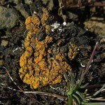 Caloplaca tominii