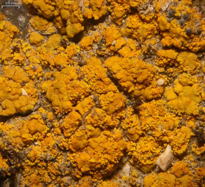 Caloplaca tominii