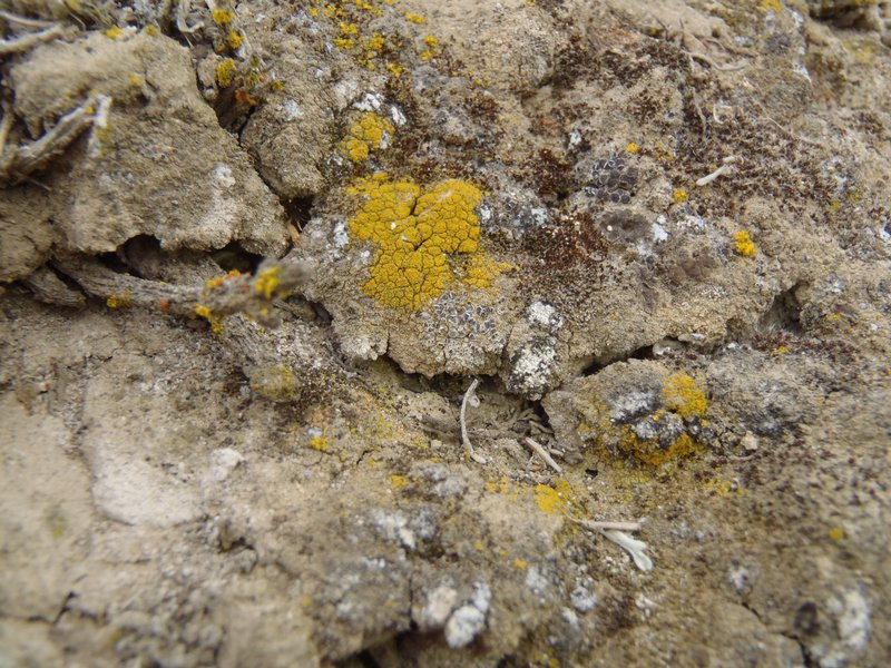 Caloplaca tominii