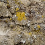 Caloplaca tominii