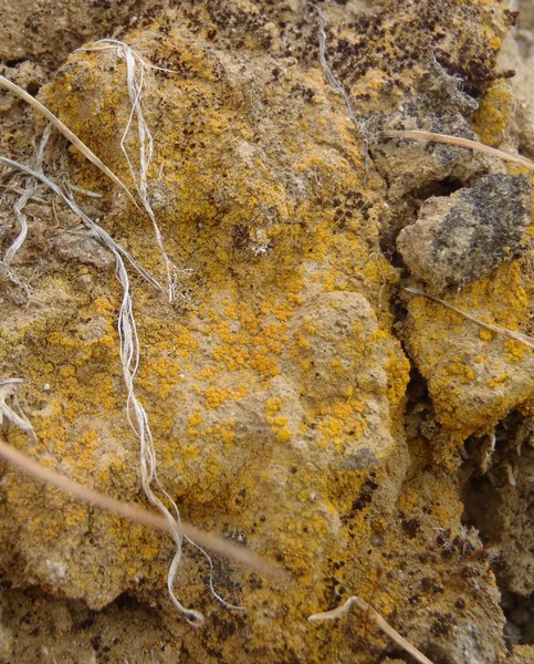 Caloplaca tominii