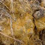 Caloplaca tominii