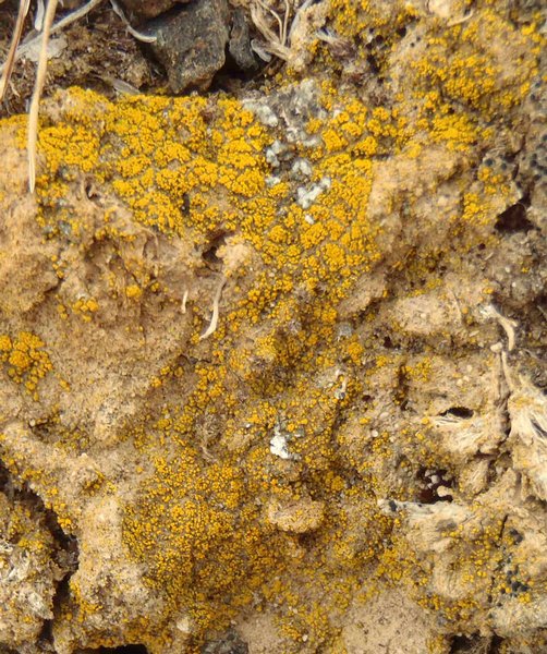 Caloplaca tominii