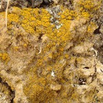 Caloplaca tominii