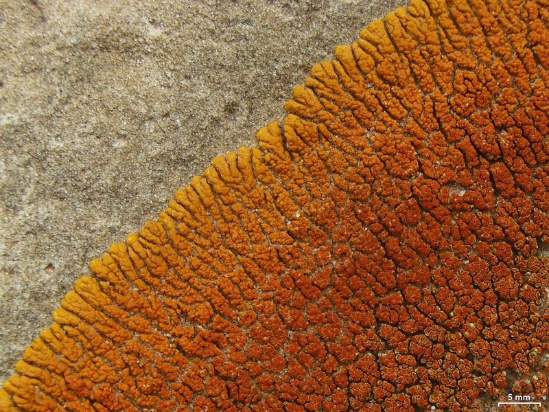 Caloplaca trachyphylla
