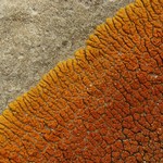 Caloplaca trachyphylla