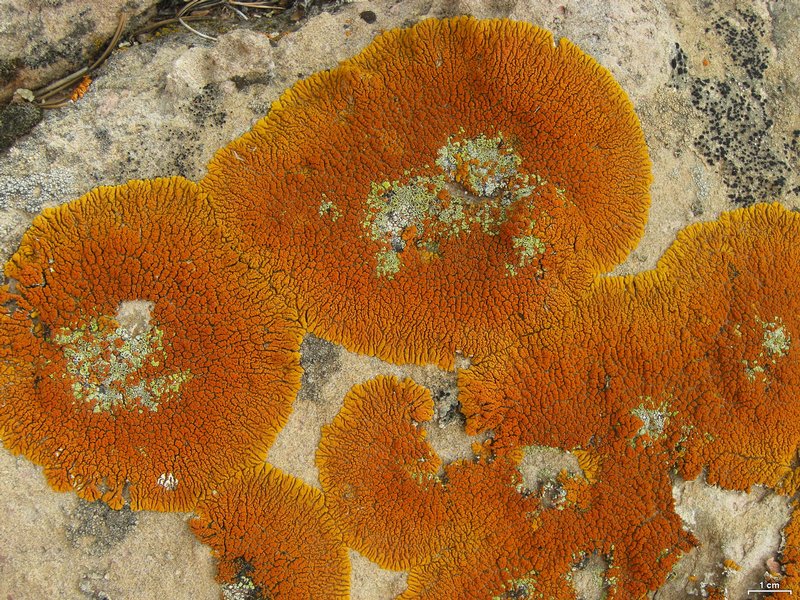 Caloplaca trachyphylla
