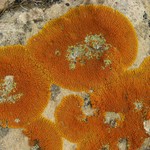 Caloplaca trachyphylla