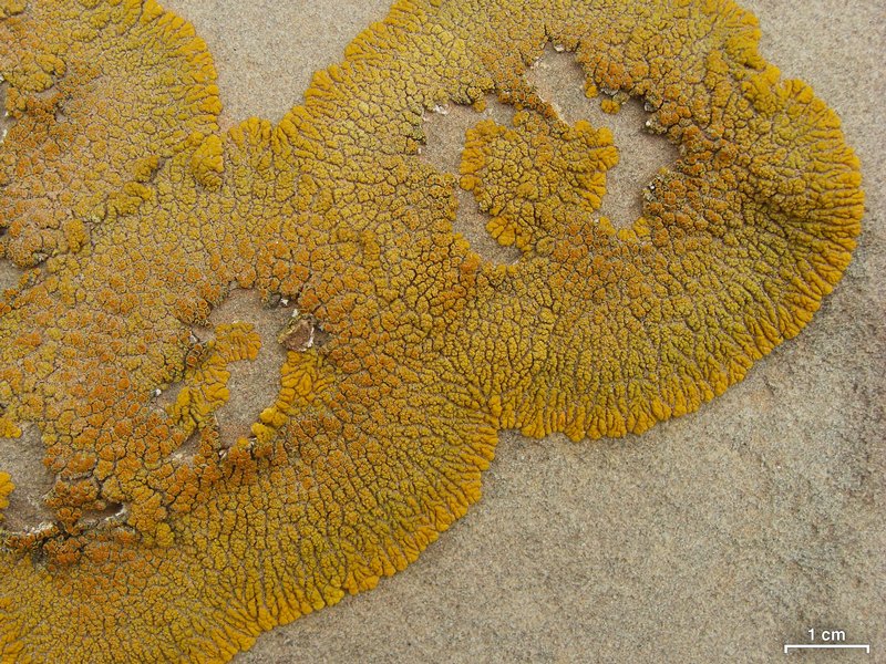 Caloplaca trachyphylla