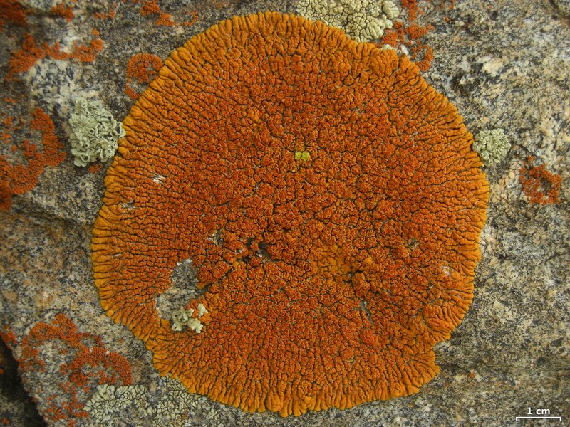 Caloplaca trachyphylla