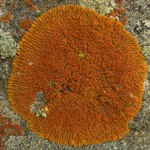 Caloplaca trachyphylla