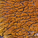 Caloplaca trachyphylla