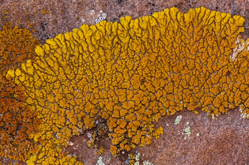 Caloplaca trachyphylla