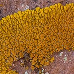 Caloplaca trachyphylla
