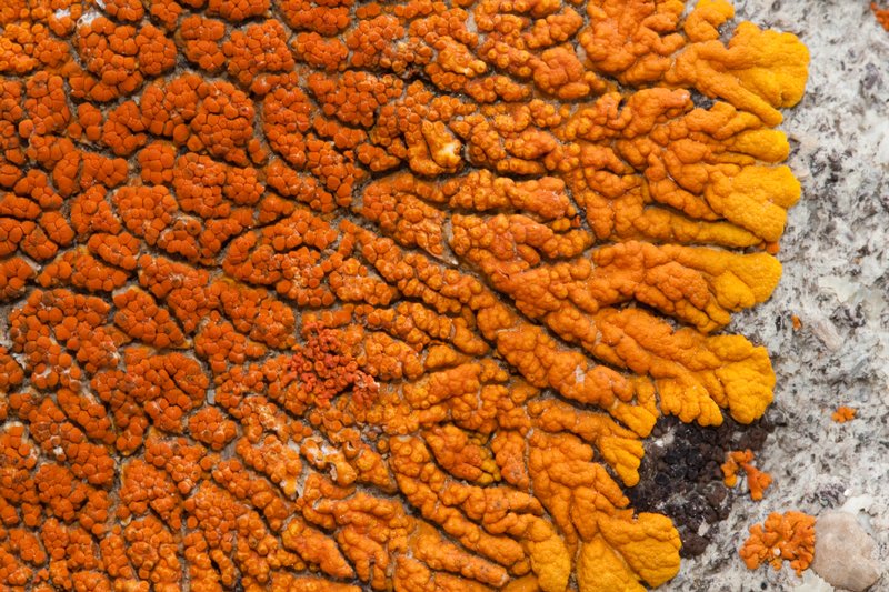 Caloplaca trachyphylla