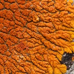Caloplaca trachyphylla