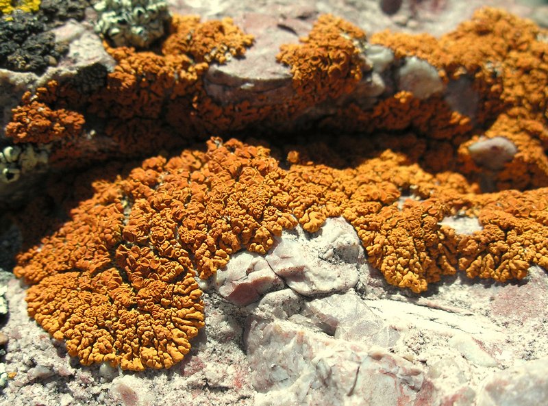 Caloplaca trachyphylla