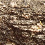 Caloplaca ulcerosa