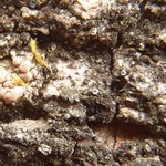 Caloplaca ulcerosa