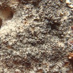 Caloplaca variabilis