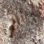 Caloplaca variabilis