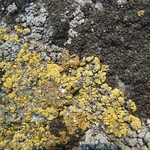 Caloplaca verruculifera