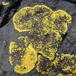 Caloplaca verruculifera